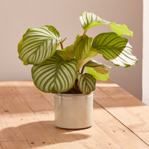 Calathea Orbifolia plant Next Day Flowers Delivered Cheap Flower