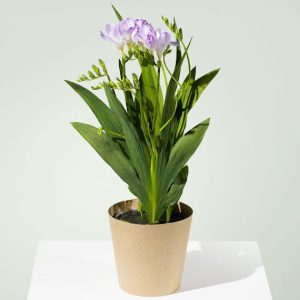 Freesia Plant