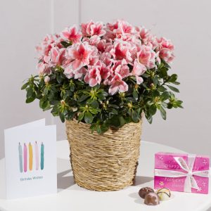 Happy Birthday Azalea Gift