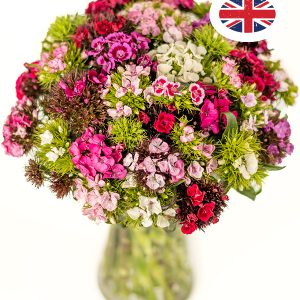 British Sweet Williams