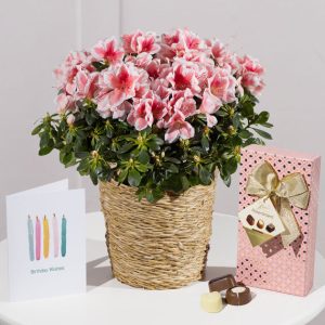 Happy Birthday Azalea Gift
